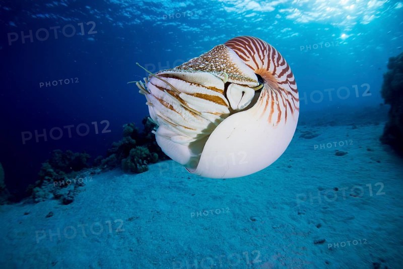 Nautilus (Nautilus belauensis)