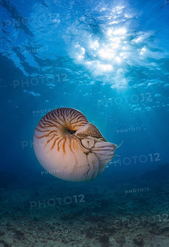 Nautilus (Nautilus belauensis)
