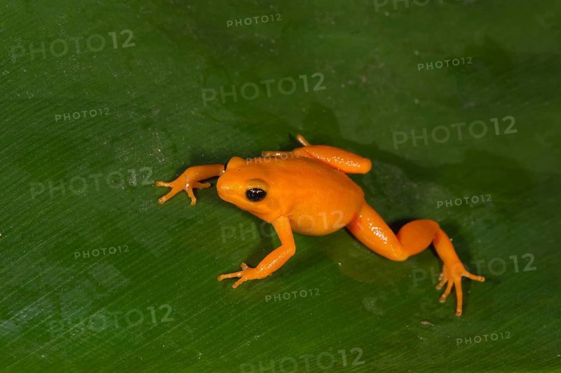 Golden Mantella (Mantella aurantiaca)