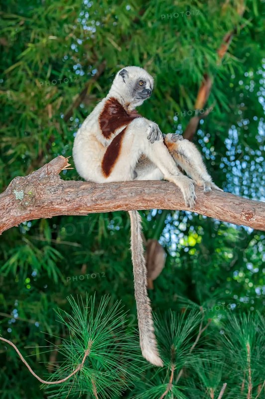 Coquerel's Sifaka (Propithecus coquereli)