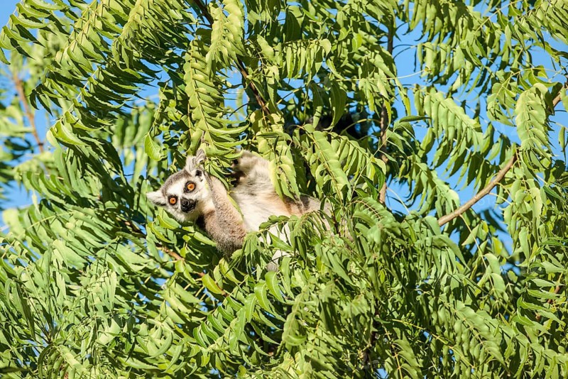 Ring-tailed Lemur (Lemur catta)