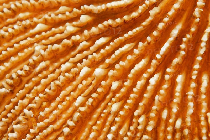 Mushroom coral (Fungiidae)