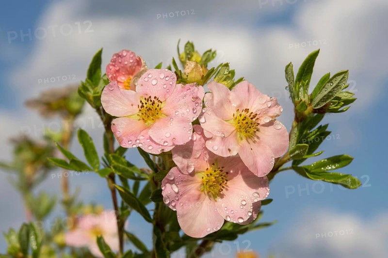 Finger shrub (Potentilla fruticosa)