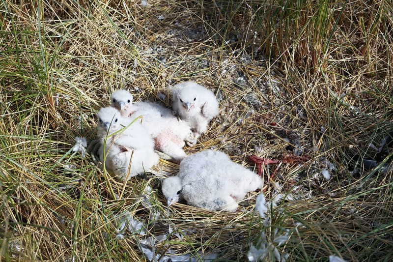 Peregrine falcons (Falco peregrinus)