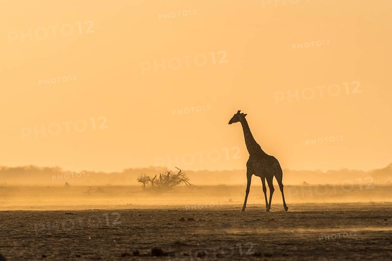 A Angolan Giraffe (Giraffa camelopardalis angolensis) runs in the evening light in the dusty savannah