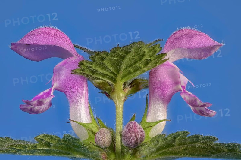 Spotted deadnettle (Lamium maculatum) against a blue background