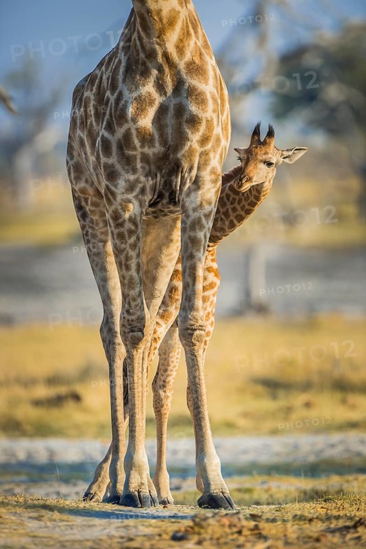 Angolan Giraffes (Giraffa camelopardalis angolensis)