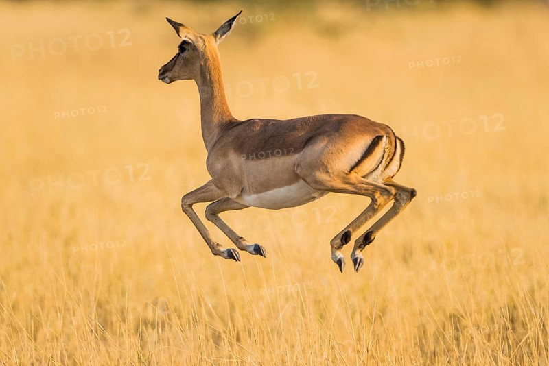 Impala (Aepyceros melampus)