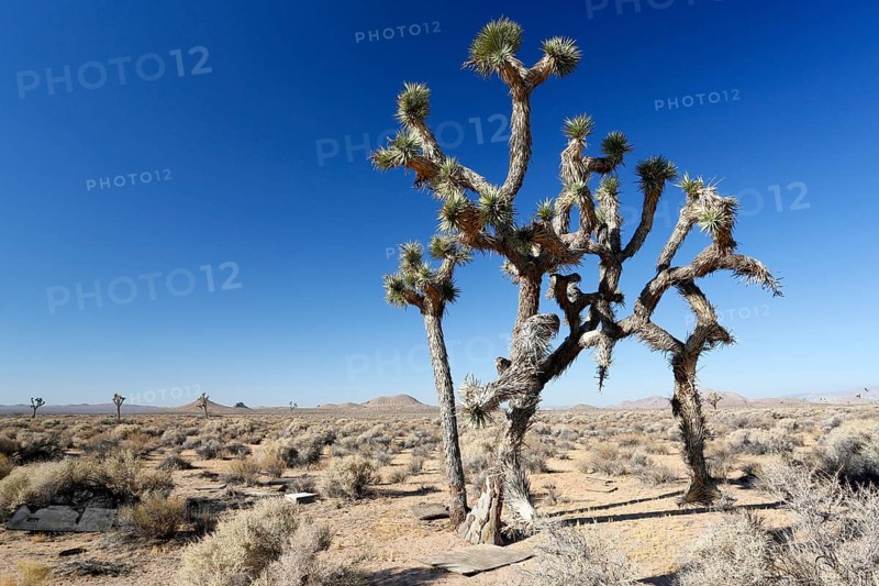 Joshua trees