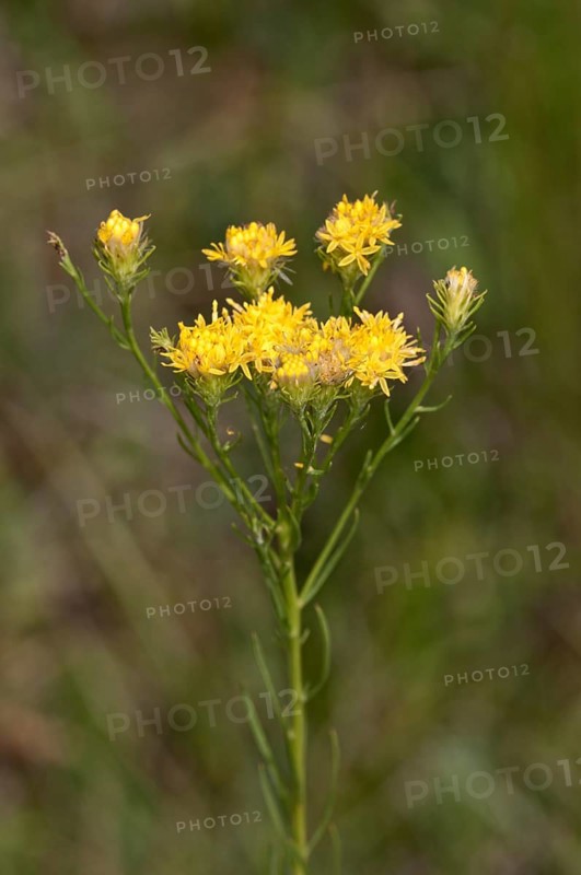 Goldilocks Aster (Aster linosyris)