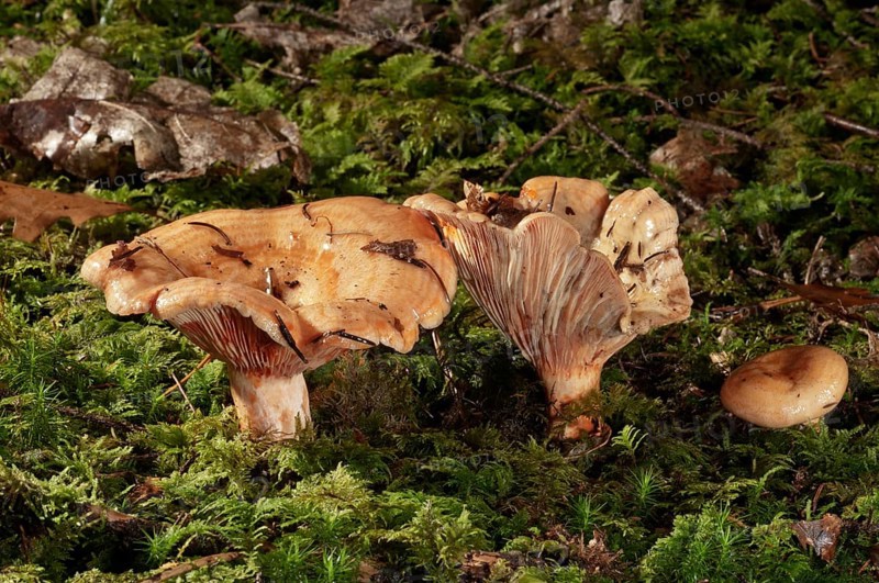 False saffron milk-cap (Lactarius deterrimus)