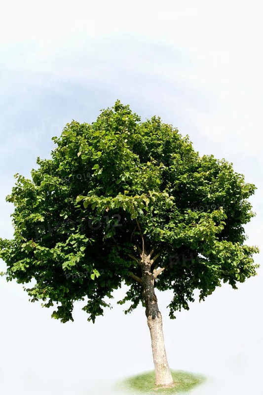 Turkish Hazel (Corylus colurna)