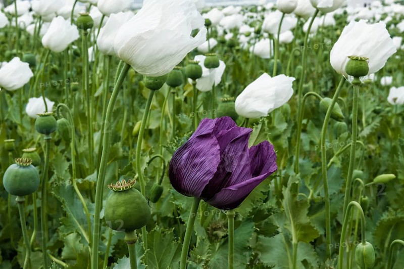 Opium poppy (Papaver somniferum) field
