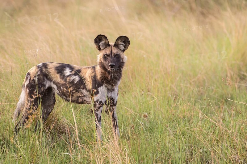 African Wild Dog (Lyacon pictus)