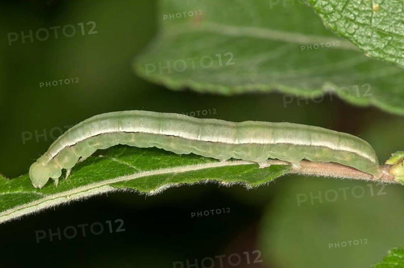 Herald Moth (Scoliopteryx libatrix)