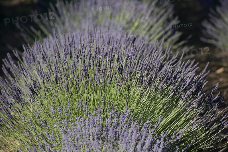 Lavender field