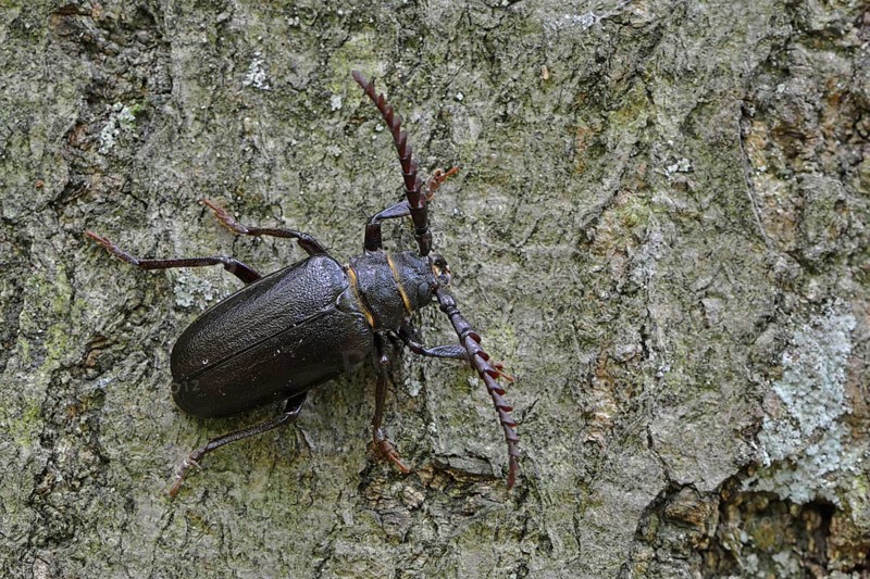 Black longicorn beetle (Spondylis buprestoides)