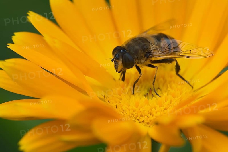 Drone Fly or European Hover Fly (Eristalis tenax)