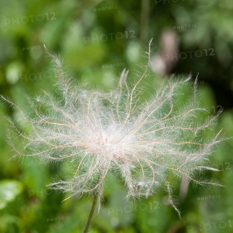 Mountain avens (Dryas octopetala)