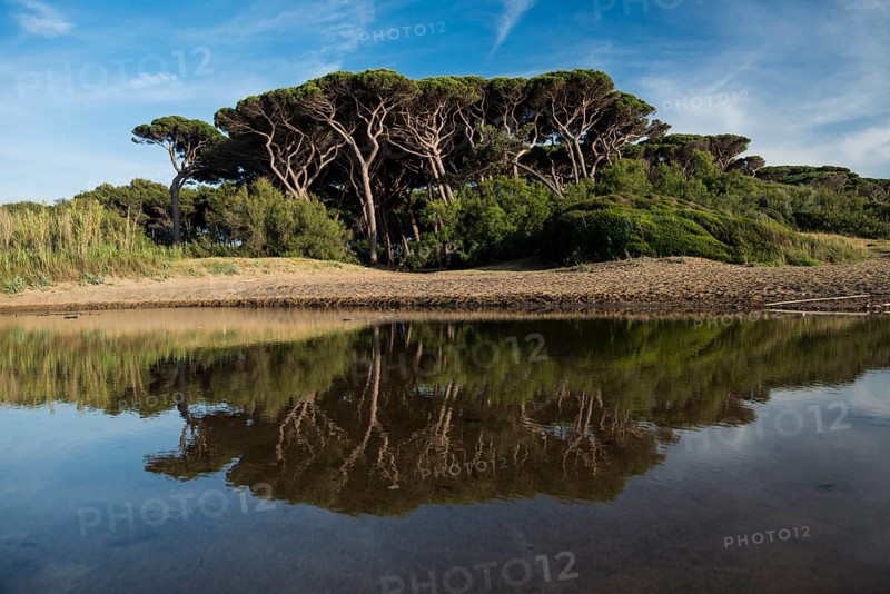 Stone Pines (Pinus pinea)