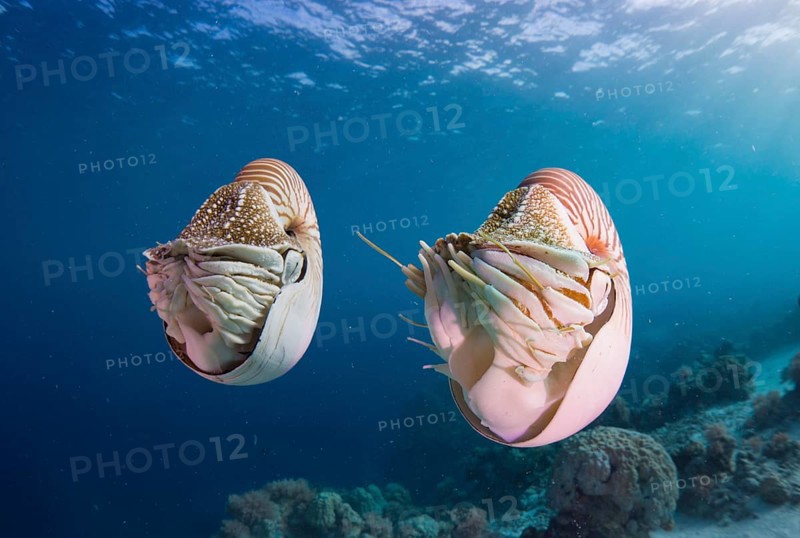 Palau Nautiluses (Nautilus belauensis)