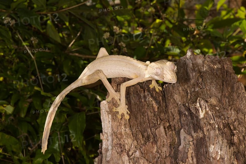 Lined Leaf-Tailed Gecko (Uroplatus lineatus)