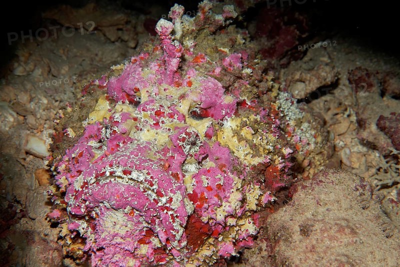 Reef stonefish (Synanceia verrucosa)