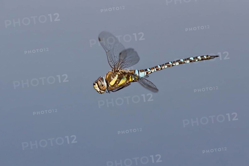 Migrant Hawker (Aeshna mixta) in flight