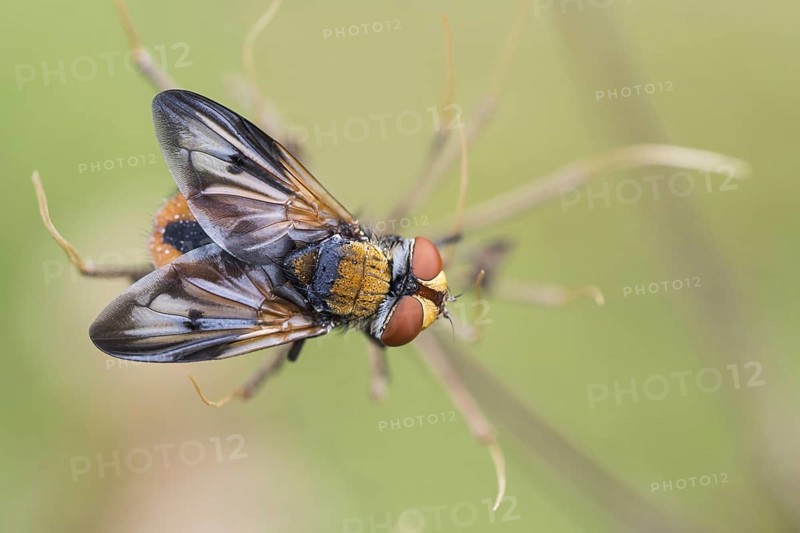 Phasia aurigera (Phasia aurigera)