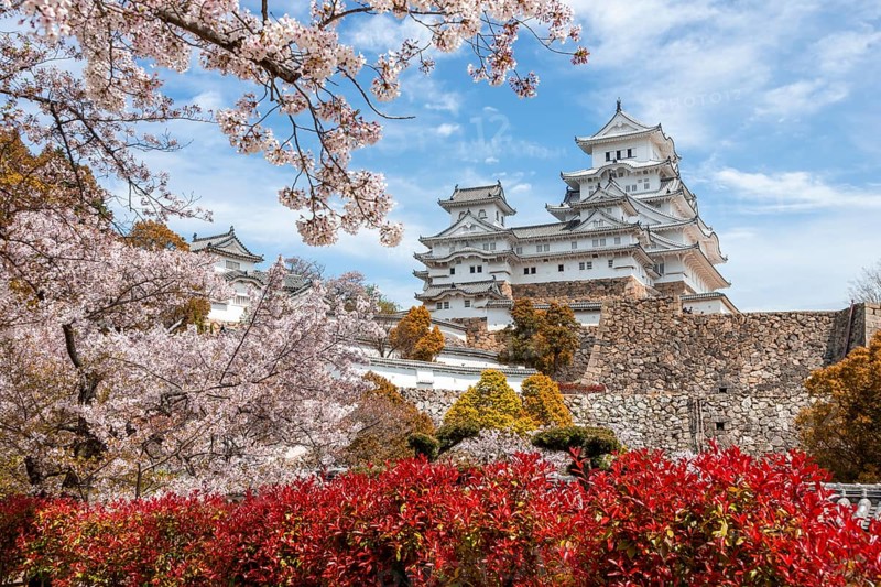 Blossoming cherry trees