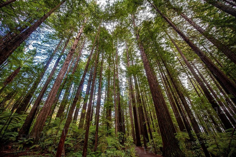 View from below into the treetops