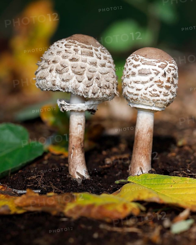 Shaggy parasol (Chlorophyllum rachodes) in youth stage