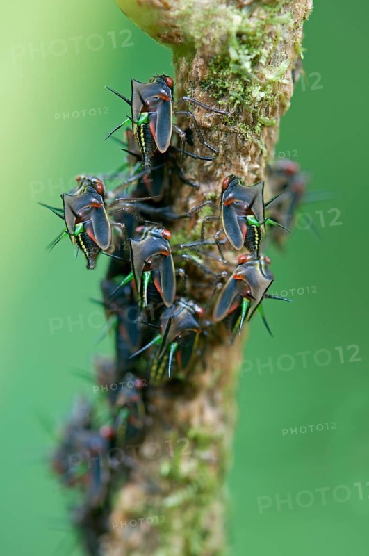 Leafhopper (Cicadellidae)