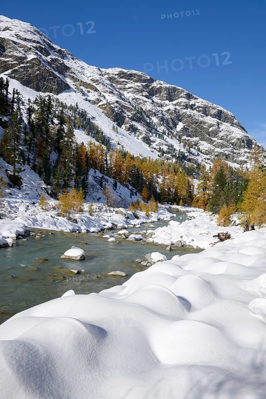 Autumnal coloured Larch (Larix) forest in the freshly snow-covered Val Roseg valley