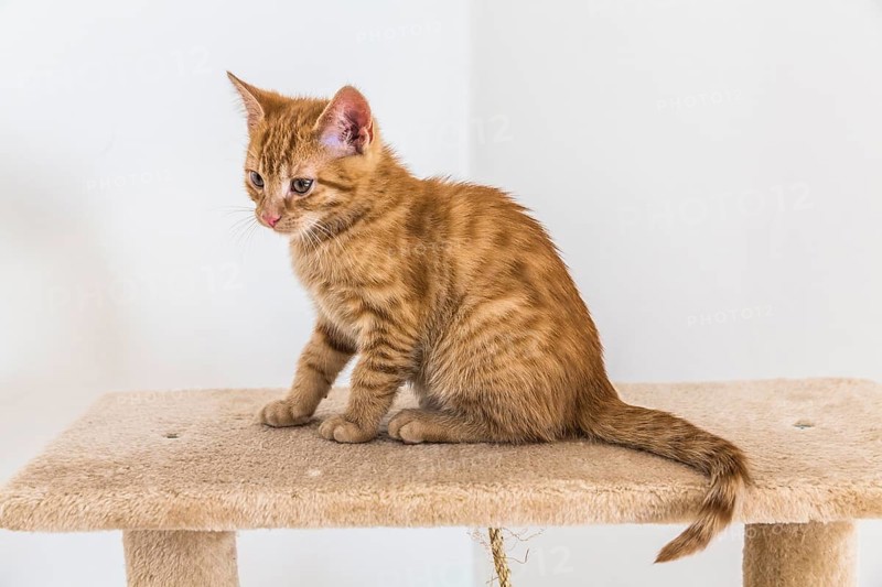 Young ginger tabby domestic cat