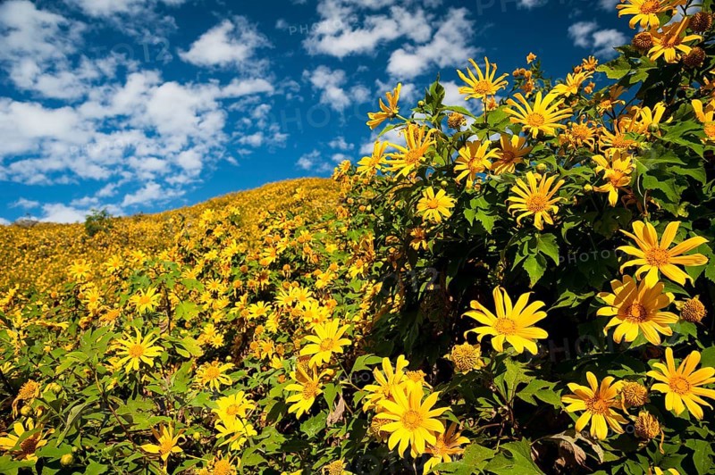 Tree marigold