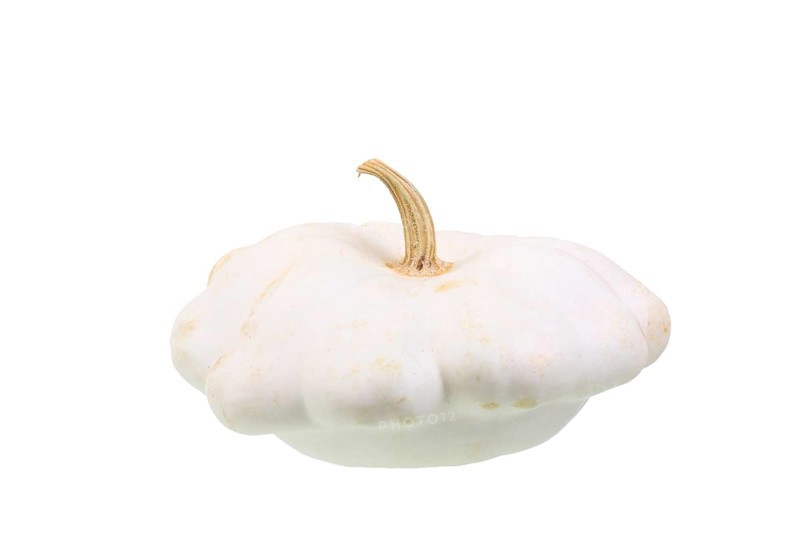 Squash