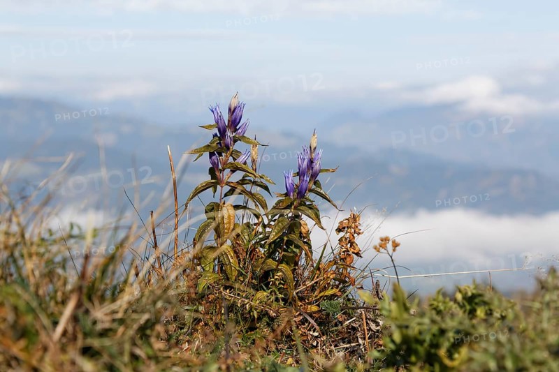 Willow Gentian (Gentiana asclepiadea)