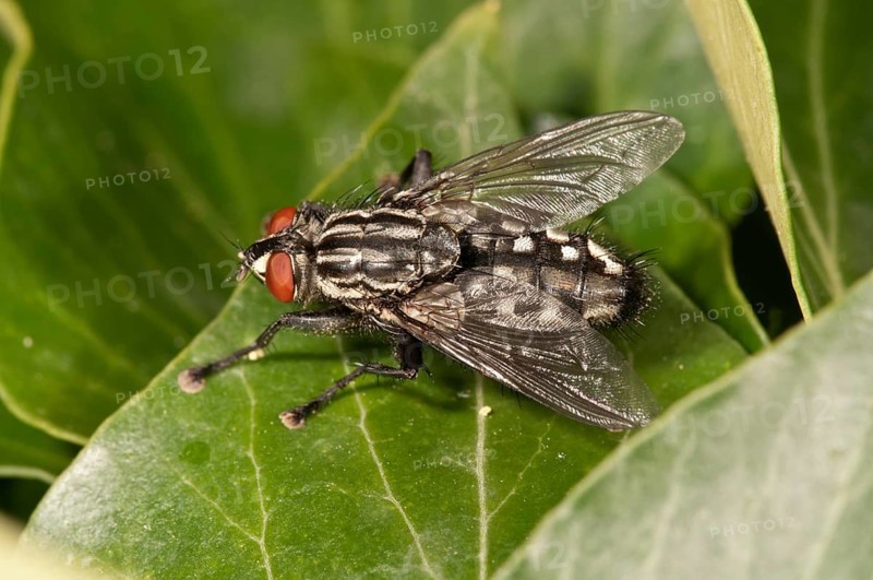 Gray Flesh Fly (Sarcophaga carnaria) Untergroeningen