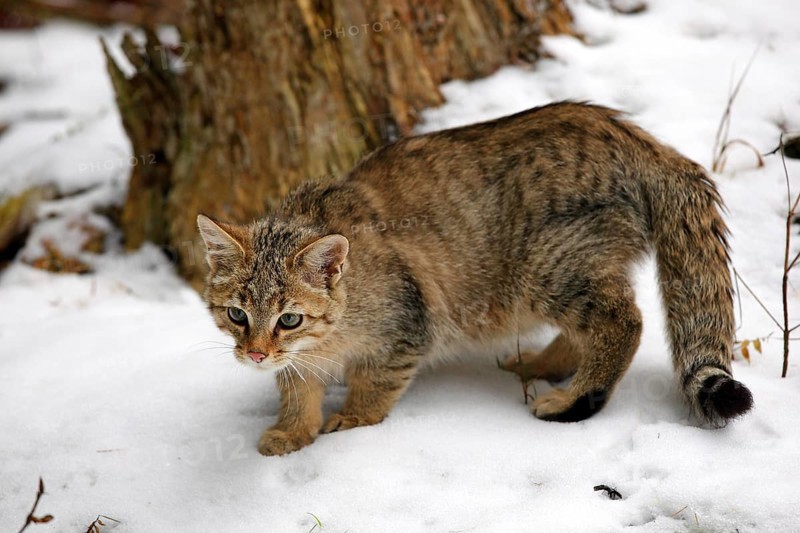 Wildcat (Felis silvestris) in the snow