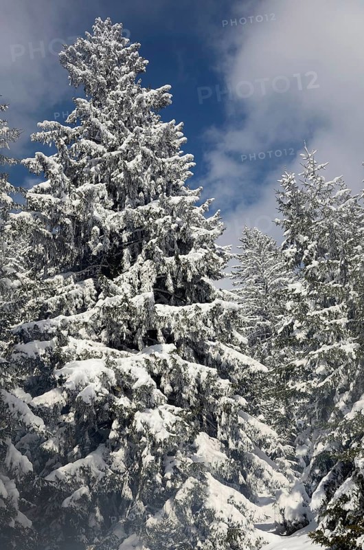 Snow-covered spruce trees (Picea abies)