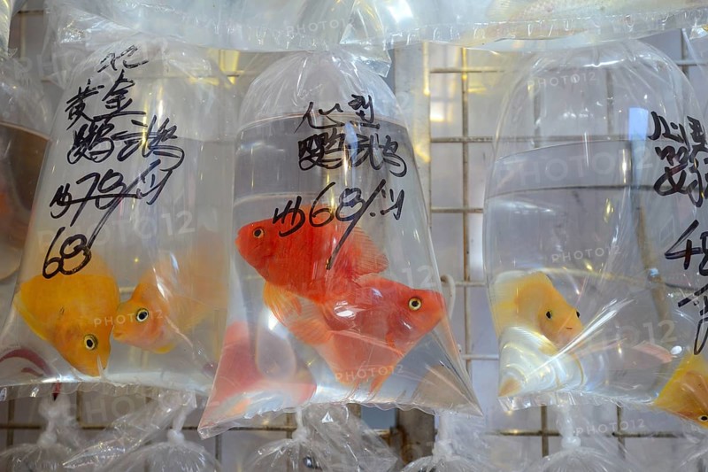 Packaged aquarium fish hanging outside a typical aquarium shop