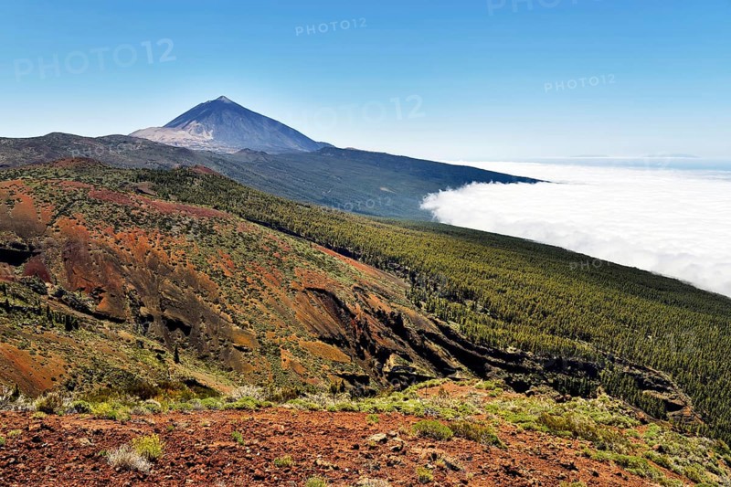 Canary Island pines (Pinus canariensis) in volcanic landscape