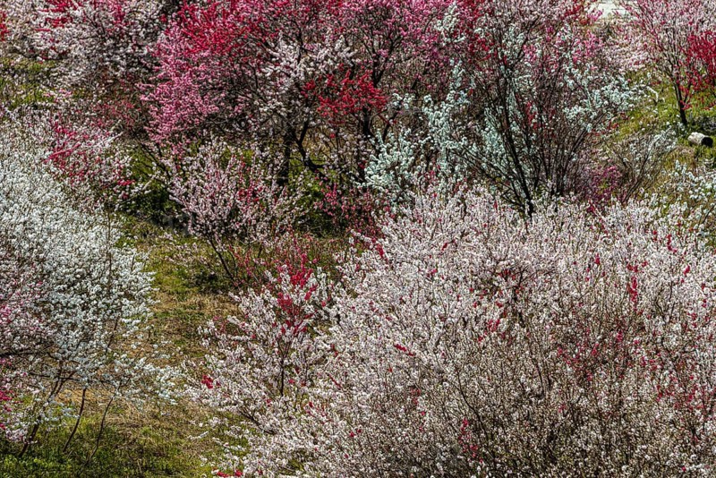 Flowering cherry trees in spring