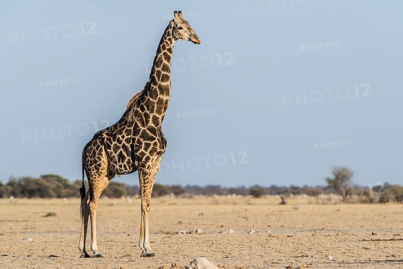 Angolan Giraffe (Giraffa camelopardalis angolensis)