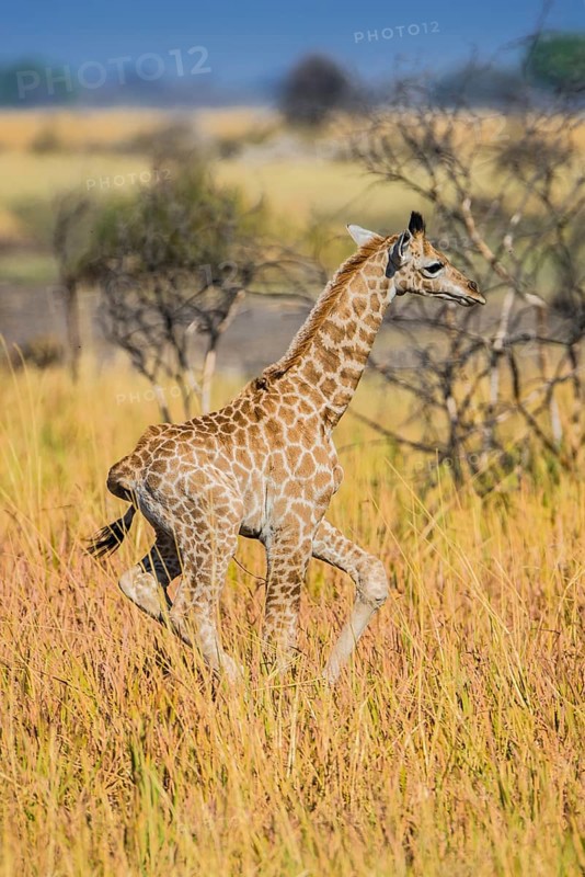 Angolan Giraffe (Giraffa camelopardalis angolensis)