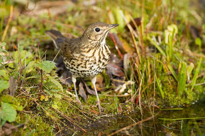 Song Thrush (Turdus philomelos)