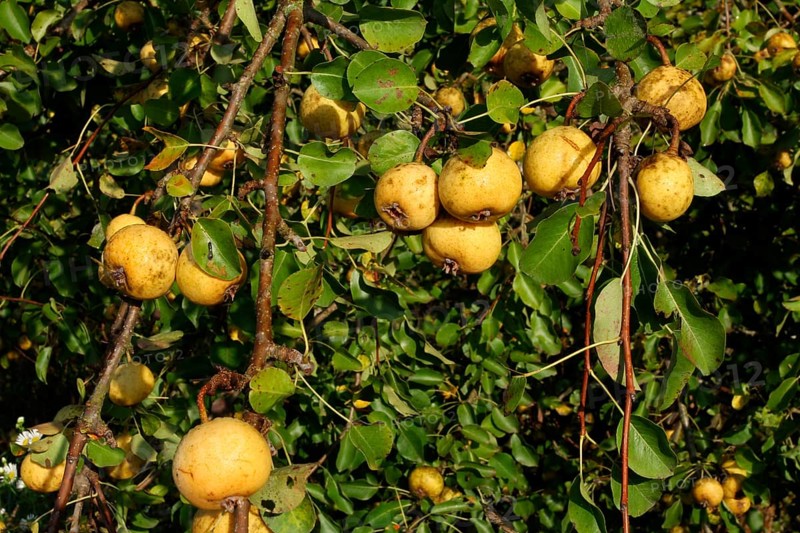 Wild Pears (Pyrus pyraster)