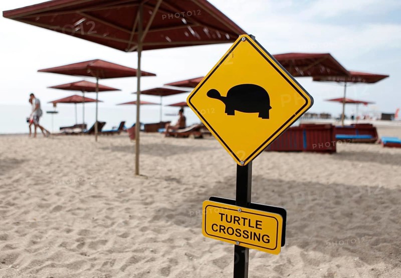 Yellow warning sign 'turtle crossing'