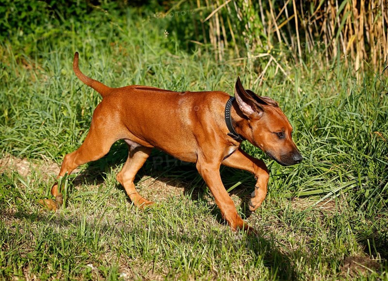Rhodesian Ridgeback
